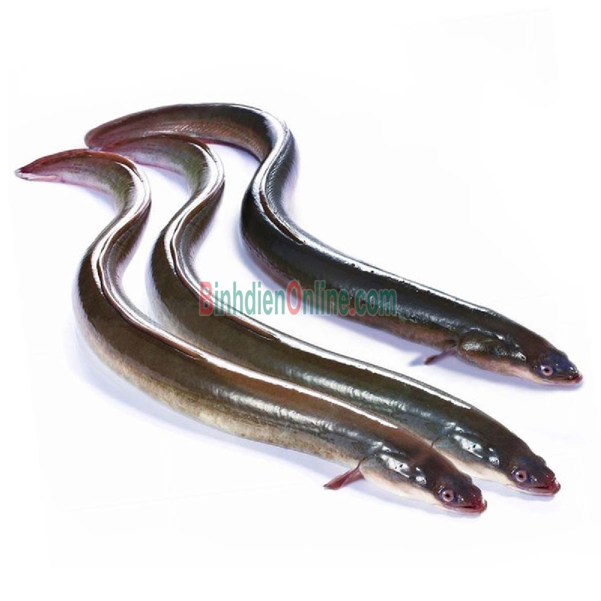 Cá chình thiên nhiên sống vừa đánh bắt 1,5-2 kg/con Xuất xứ Đồng Nai