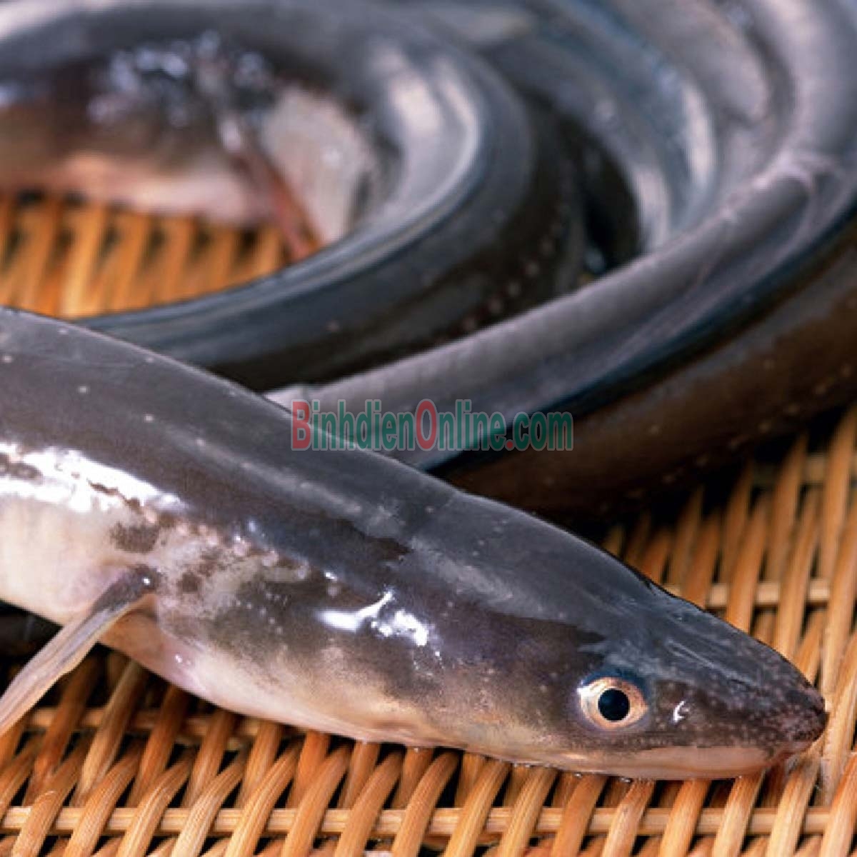 Cá chình sống nuôi an toàn VietGAP 2-2,5 kg/con Xuất xứ Đồng Tháp