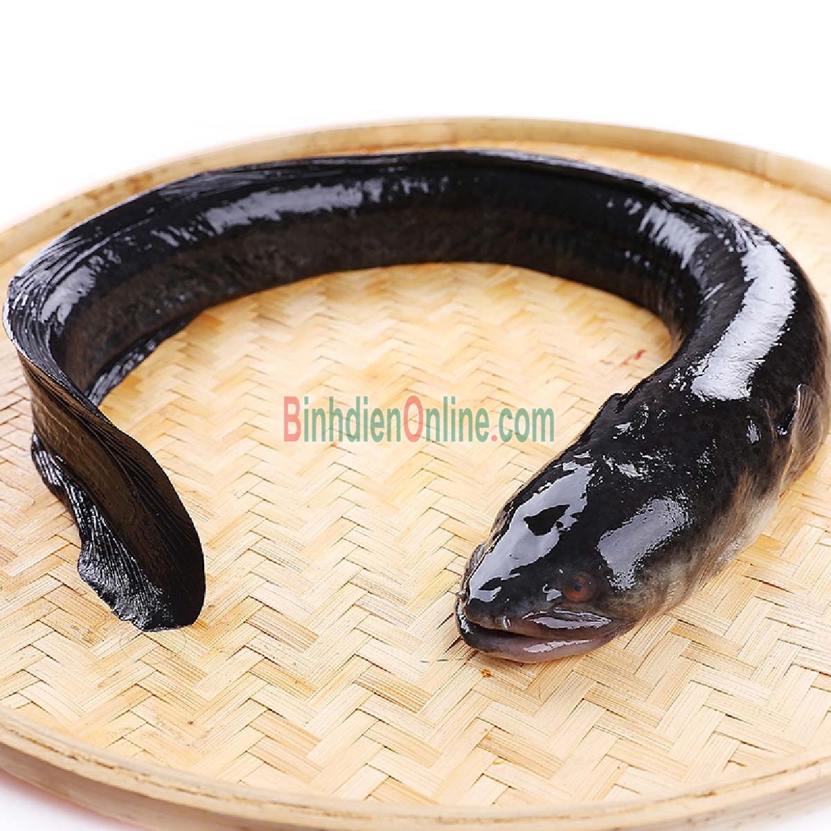 Cá chình thiên nhiên loại 1 đã làm sạch 1,5-2 kg/con Xuất xứ An Giang