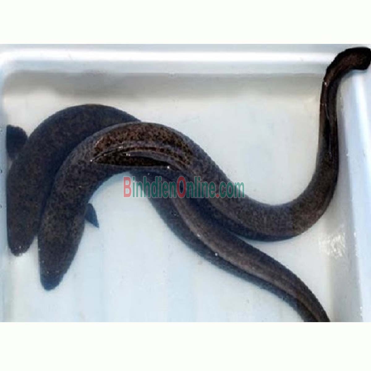 Cá chình sống nuôi an toàn, giá tốt 1-1,5 kg/con Xuất xứ Đồng Tháp