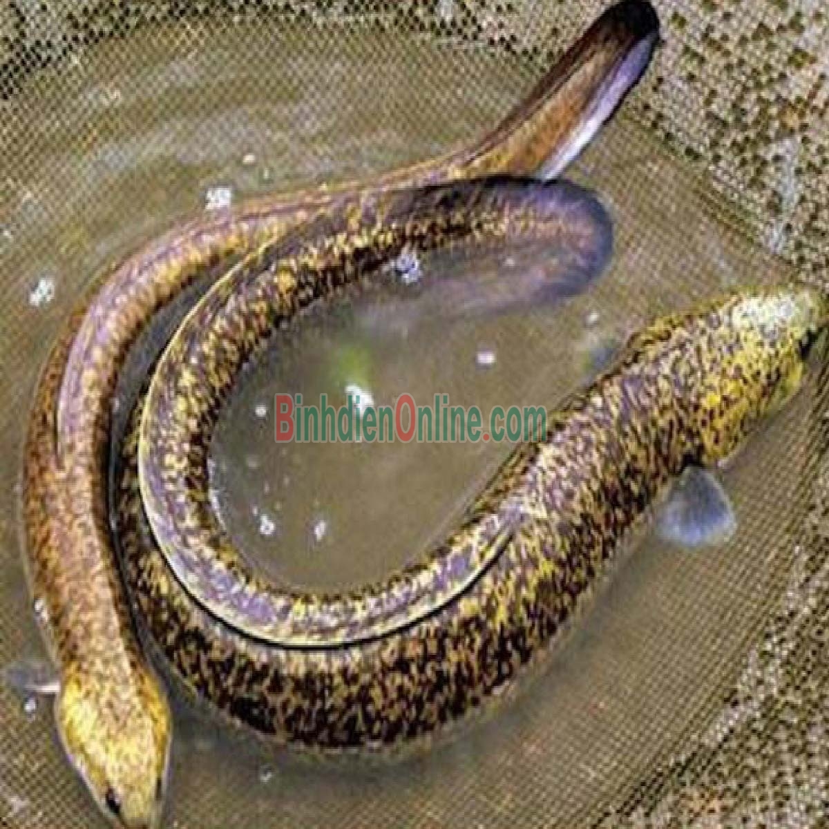 Cá chình sống nuôi an toàn VietGAP 1-1,5 kg/con Xuất xứ An Giang