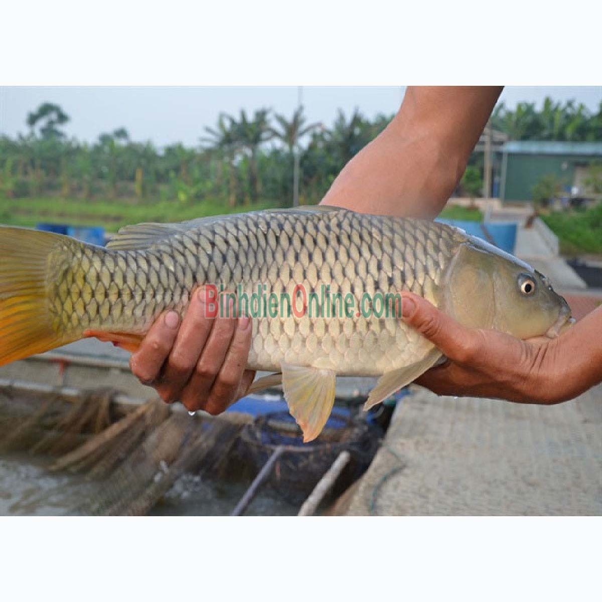 Cá chép sống mới đánh bắt an toàn thơm ngon 2-2,5 kg/con Xuất xứ Đồng Tháp