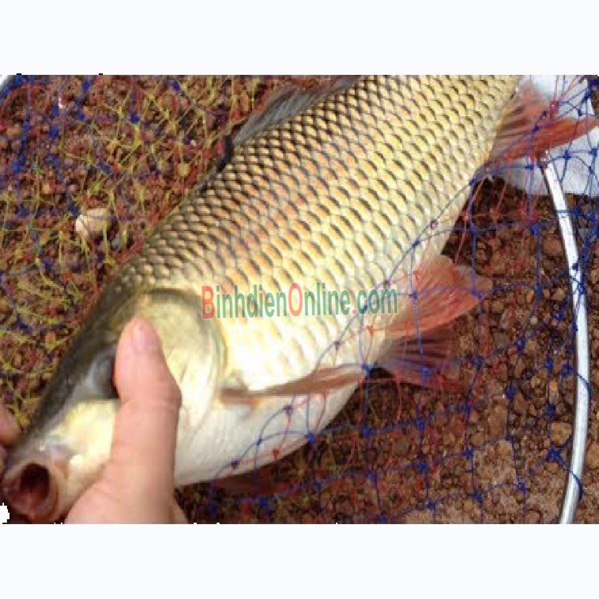 Cá chép thiên nhiên còn sống 3-4 kg/con Xuất xứ Tiền Giang