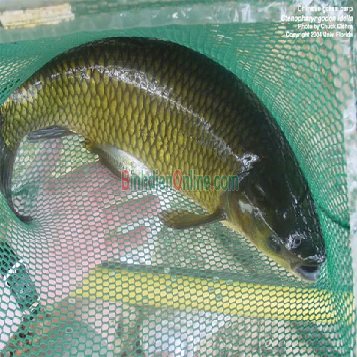 Cá chép thiên nhiên đã làm sạch, thơm ngon bổ dưỡng 2,5-3 kg/con Xuất xứ Đồng Tháp
