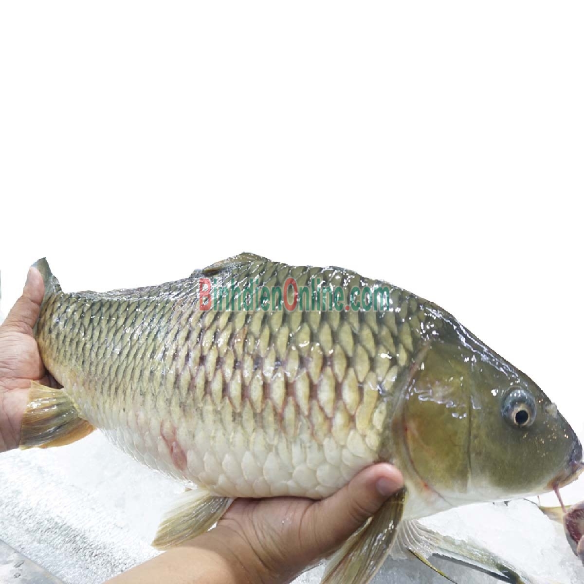 Cá chép làm sạch, sản phẩm an toàn Vietgap 2,5-3 kg/con Xuất xứ Tây Ninh