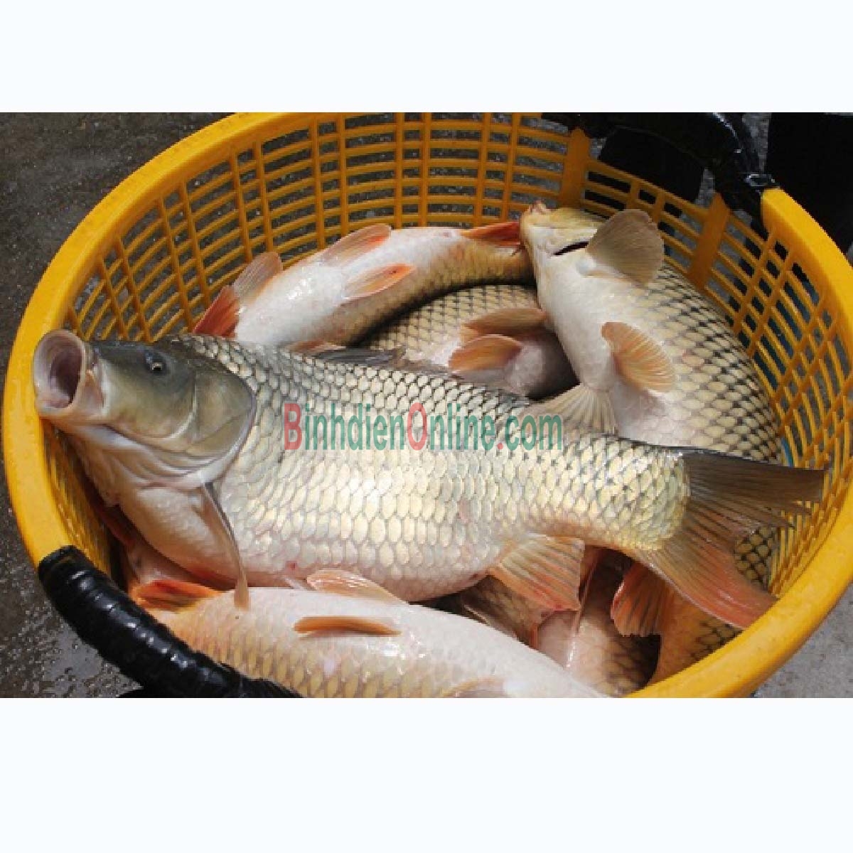 Cá chép đã làm sạch, an toàn và ngon 1,5-2 kg/con Xuất xứ Đồng Tháp