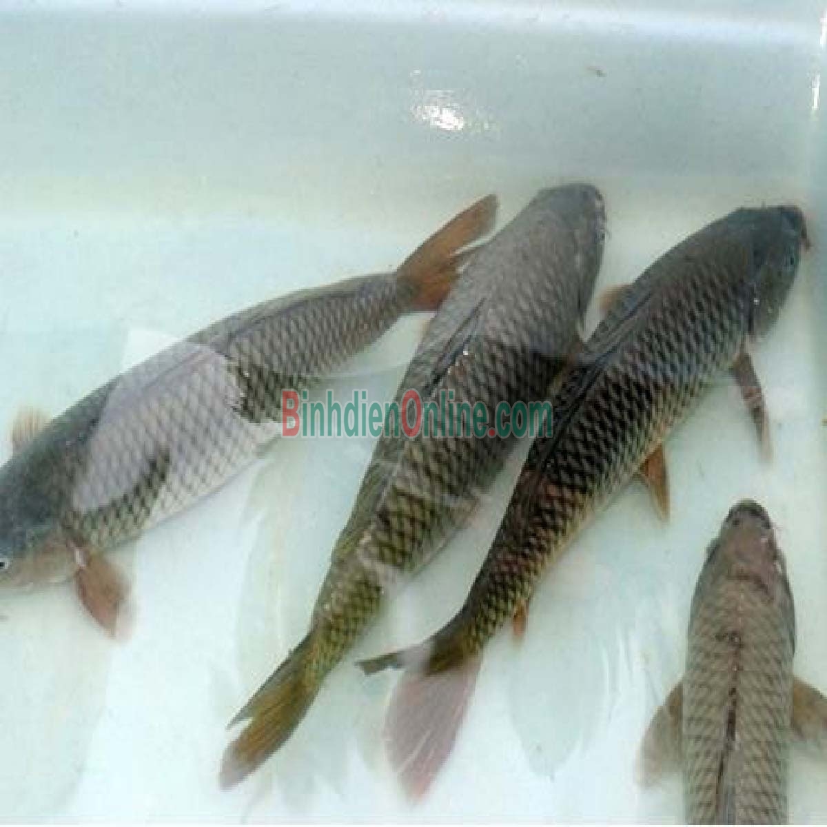 Cá chép sống từ thiên nhiên, sản phẩm loại 1 0,5-1 kg/con Xuất xứ An Giang