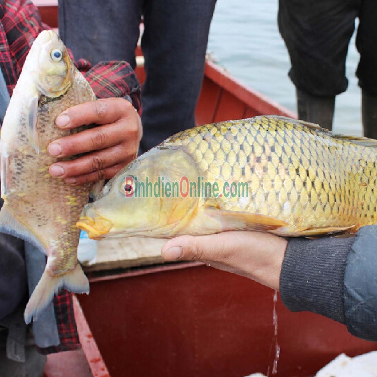 Cá chép thiên nhiên còn sống 2-2,5 kg/con Xuất xứ Đồng Tháp