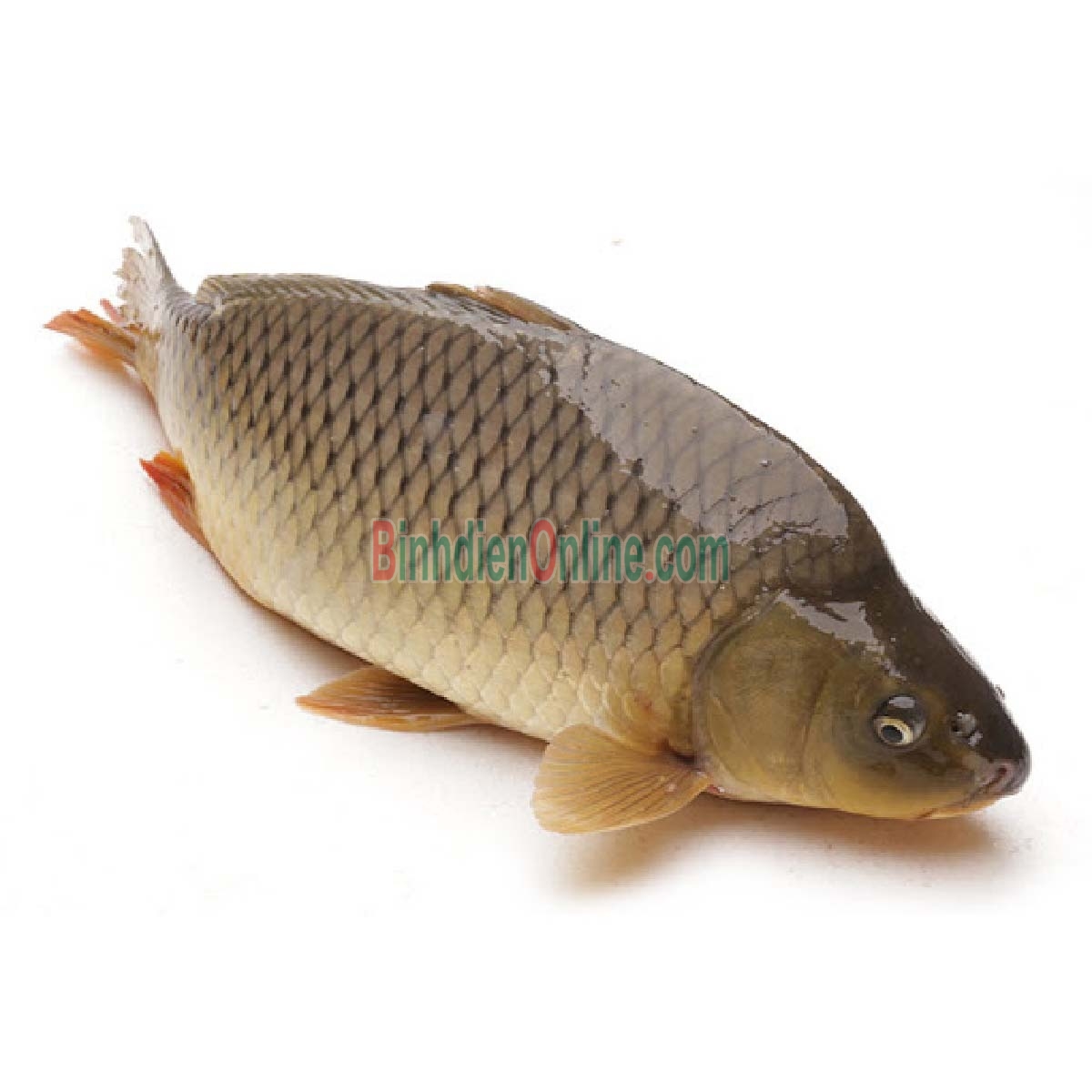 Cá chép thiên nhiên còn sống giá tốt 1,5-2 kg/con Xuất xứ Đồng Tháp