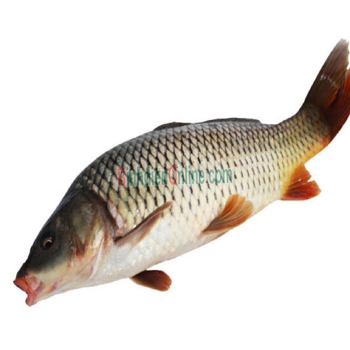 Cá chép thiên nhiên còn sống giá tốt 0,5-1 kg/con Xuất xứ Tây Ninh