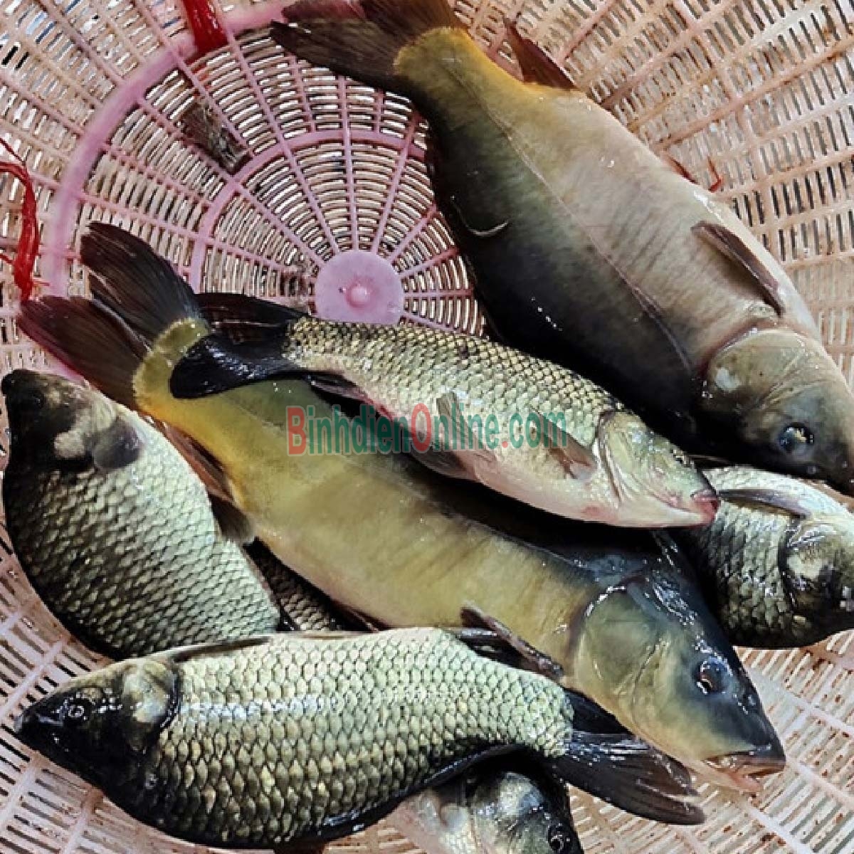 Cá chép thiên nhiên còn sống 1-1,5 kg/con Xuất xứ Đồng Tháp