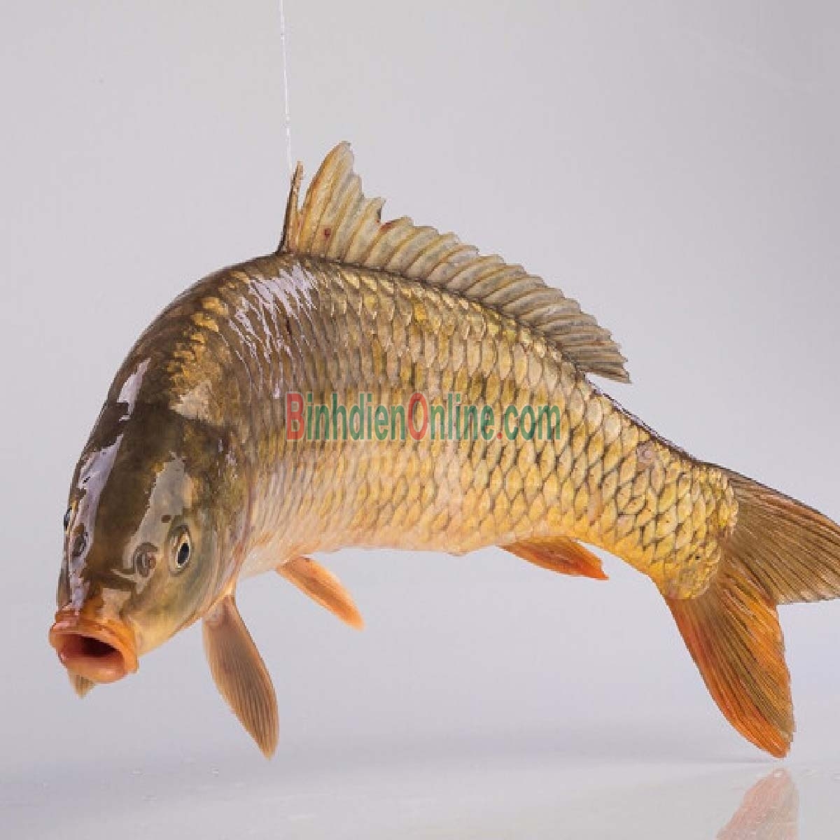 Cá chép thiên nhiên còn sống giá tốt 2,5-3 kg/con Xuất xứ Tây Ninh