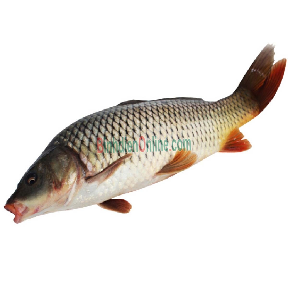 Cá chép sống mới đánh bắt an toàn thơm ngon 0,5-1 kg/con Xuất xứ Đồng Tháp
