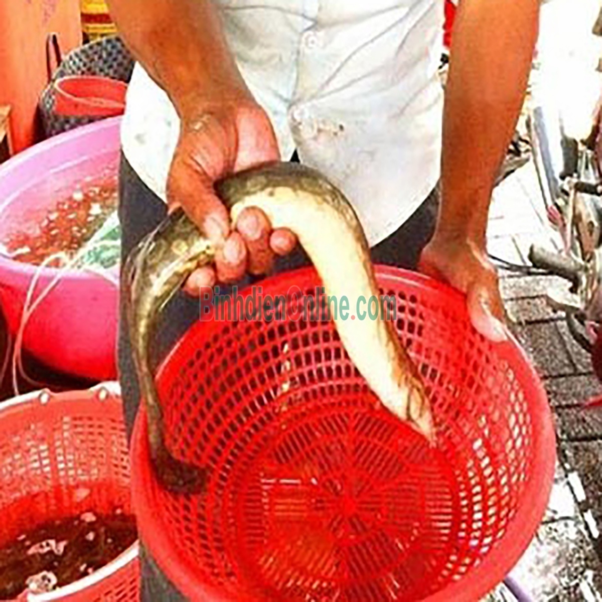 Cá chạch lấu  đã làm sạch, an toàn Vietgap 600-800 gr/con Xuất xứ Long An