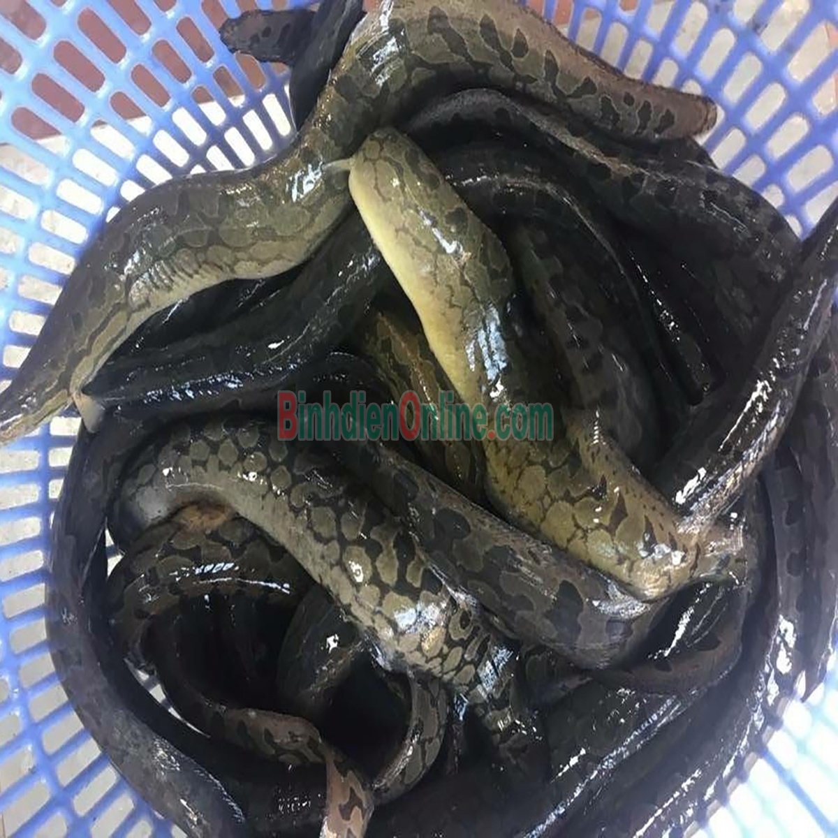 Cá chạch lấu  sống, nuôi sinh thái 400-500 gr/con Xuất xứ Tiền Giang