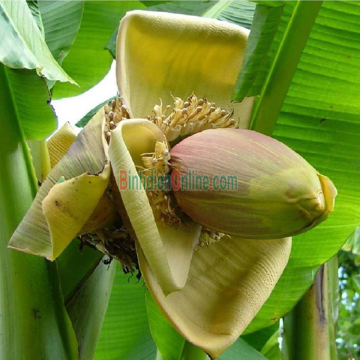 Bắp chuối hạt  sạch, an toàn 1,5-2 kg/cái Xuất xứ Tiền Giang