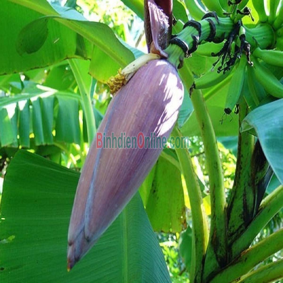 Bắp chuối  tươi, an toàn 1,5-2 kg/cái Xuất xứ Đồng Nai