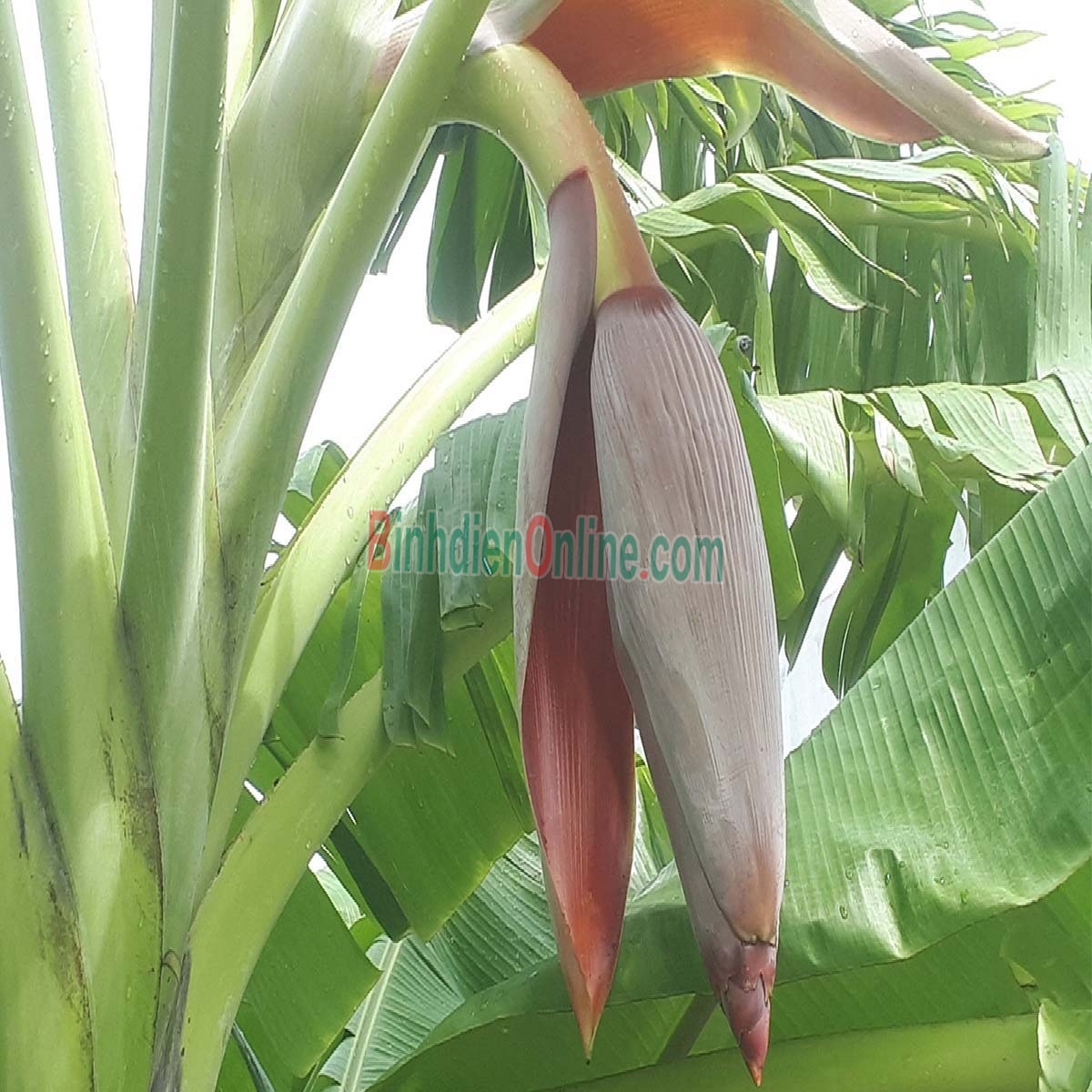 Bắp chuối  trồng tự nhiên 1-1,5 kg/cái Xuất xứ Lâm Đồng