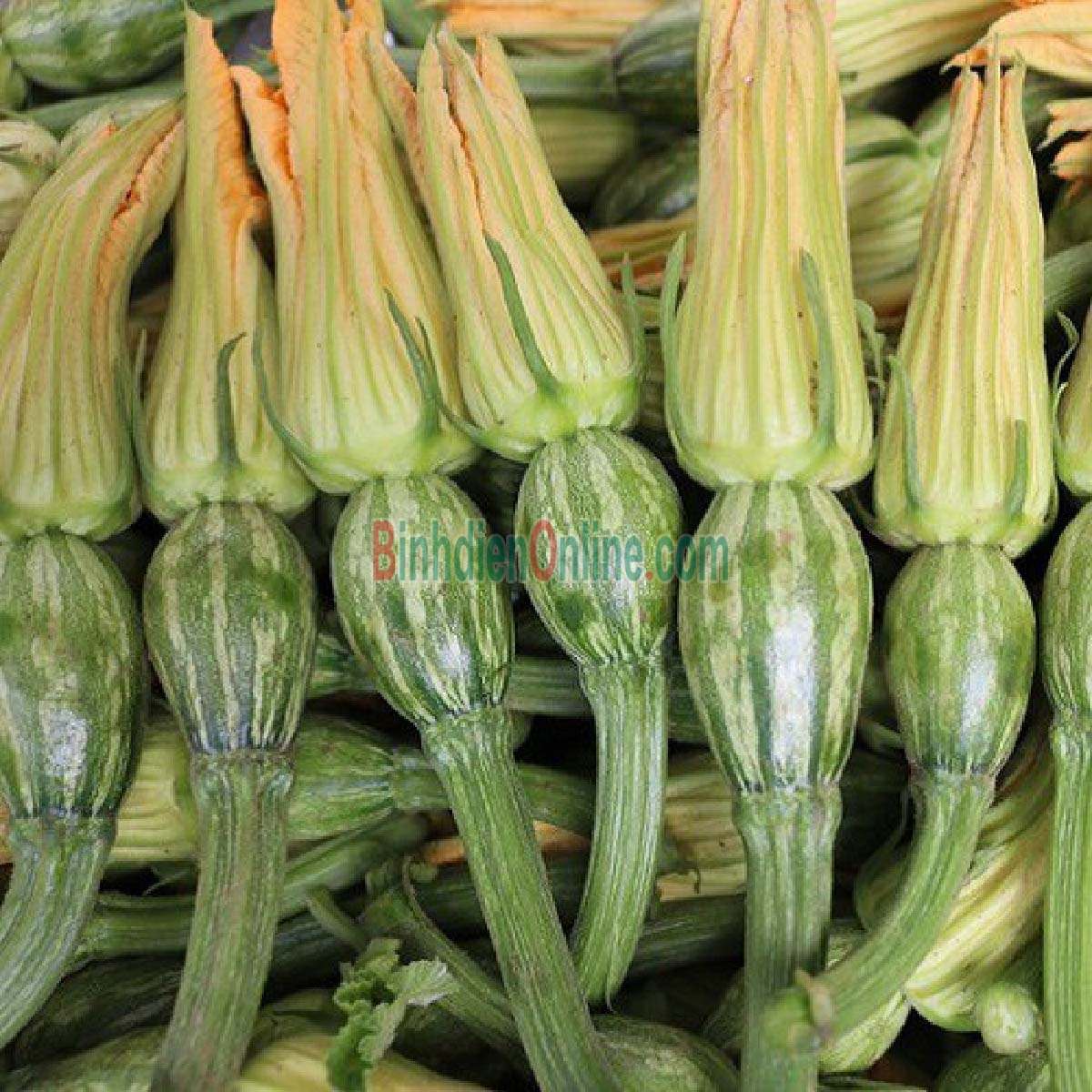 Bí nụ bao tử sạch nhà trồng Bán theo kg Xuất xứ Tiền Giang
