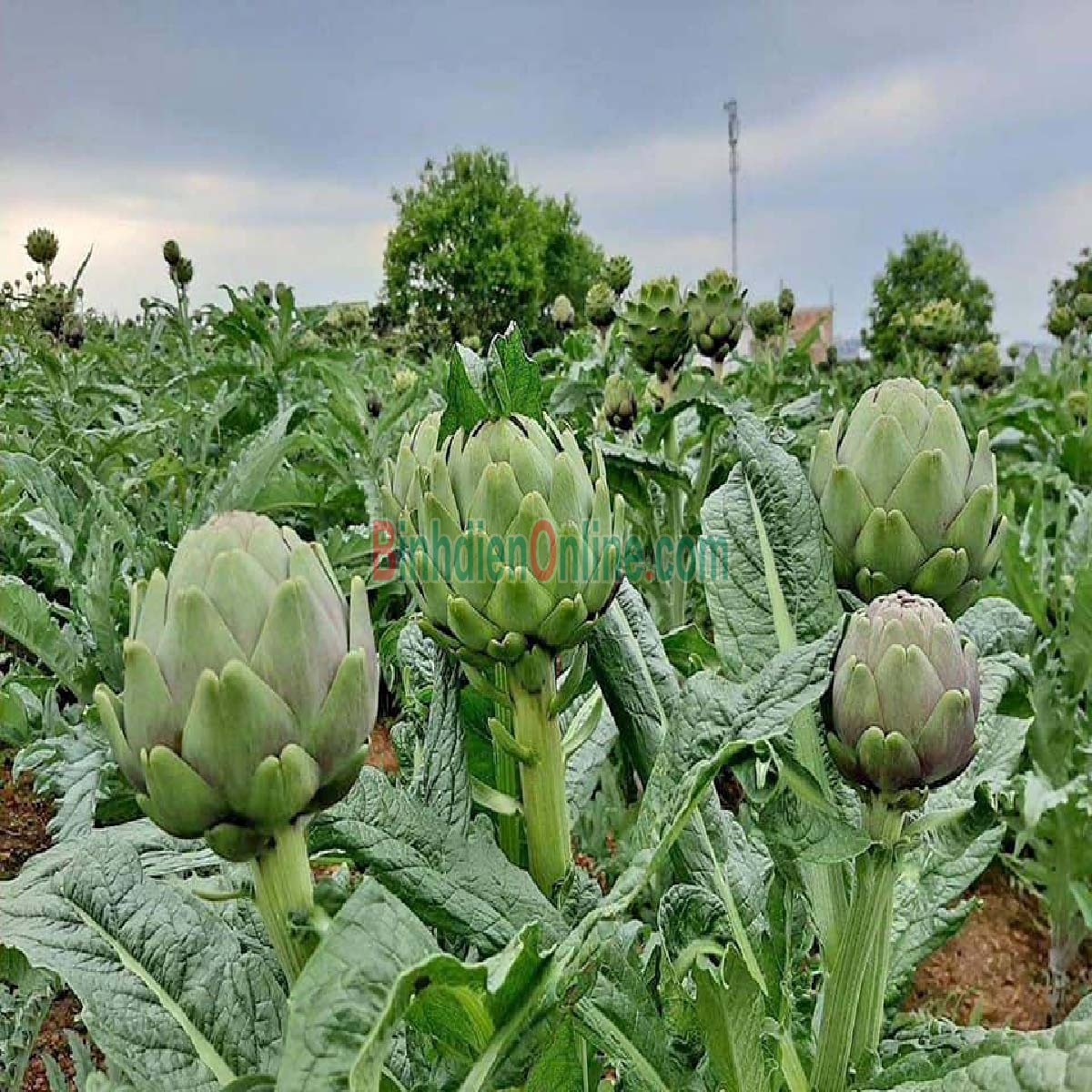 Bông atiso tươi, sạch, an toàn 3-4 bông/kg Xuất xứ Lâm Đồng