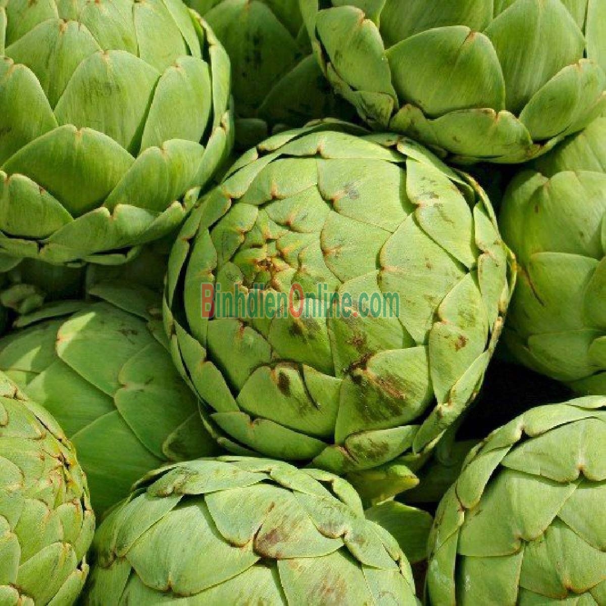 Bông atiso an toàn VietGAP 3-4 bông/kg Xuất xứ Lâm Đồng