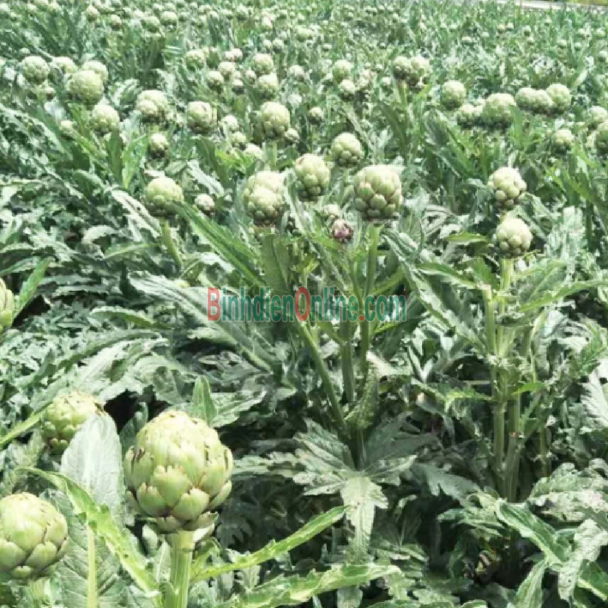 Bông atiso trồng tự nhiên 2-3 bông/kg Xuất xứ Lâm Đồng