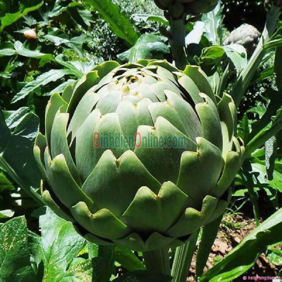 Bông atiso tươi hữu cơ 3-4 bông/kg Xuất xứ Lâm Đồng