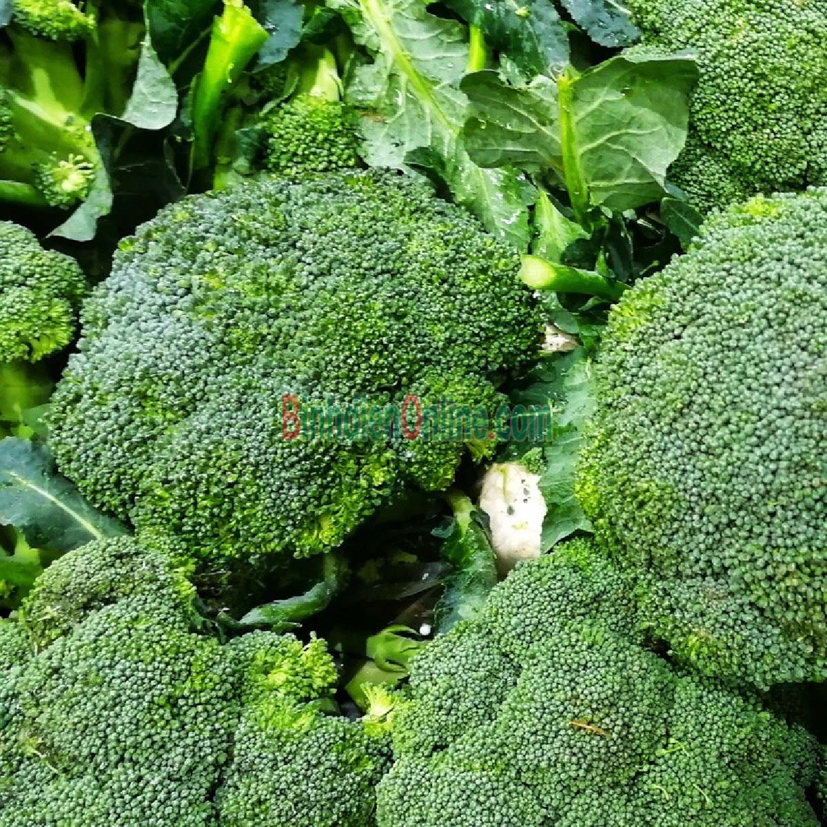 Bông cải xanh  trồng tự nhiên 3-4 bông/kg Xuất xứ Lâm Đồng