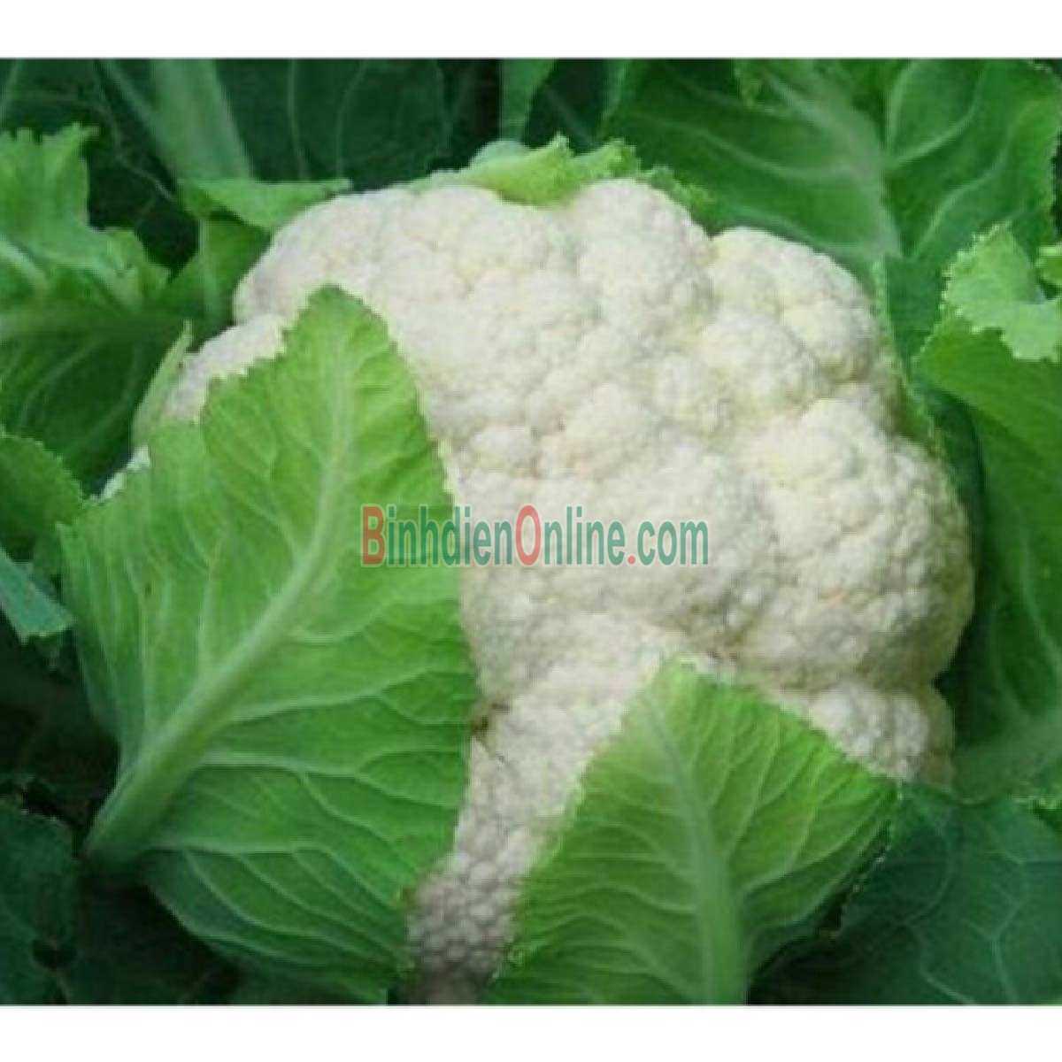 Bông cải trắng  tươi, an toàn 3-4 bông/kg Xuất xứ Lâm Đồng