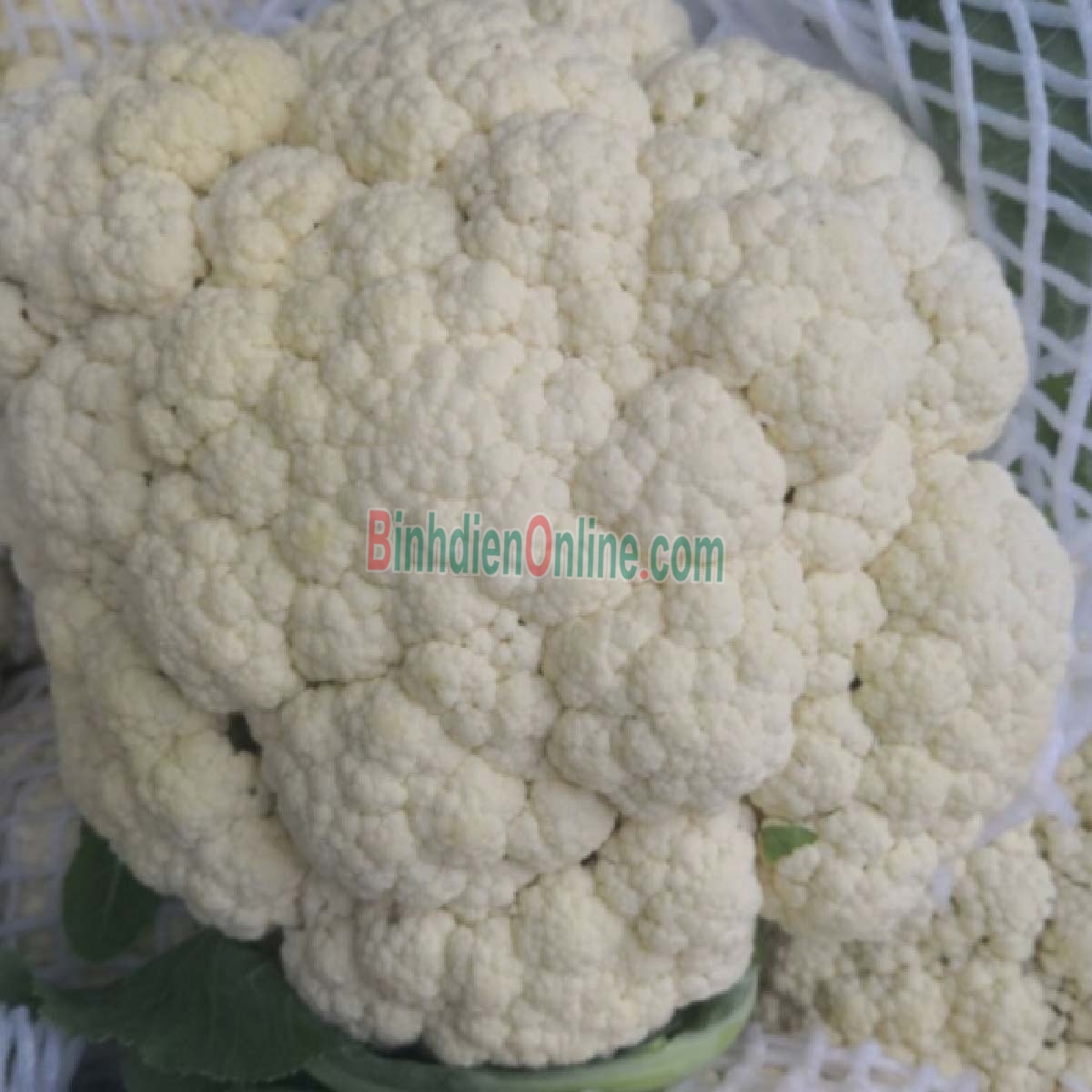 Bông cải trắng  tươi ngon, an toàn 2-3 bông/kg Xuất xứ Lâm Đồng