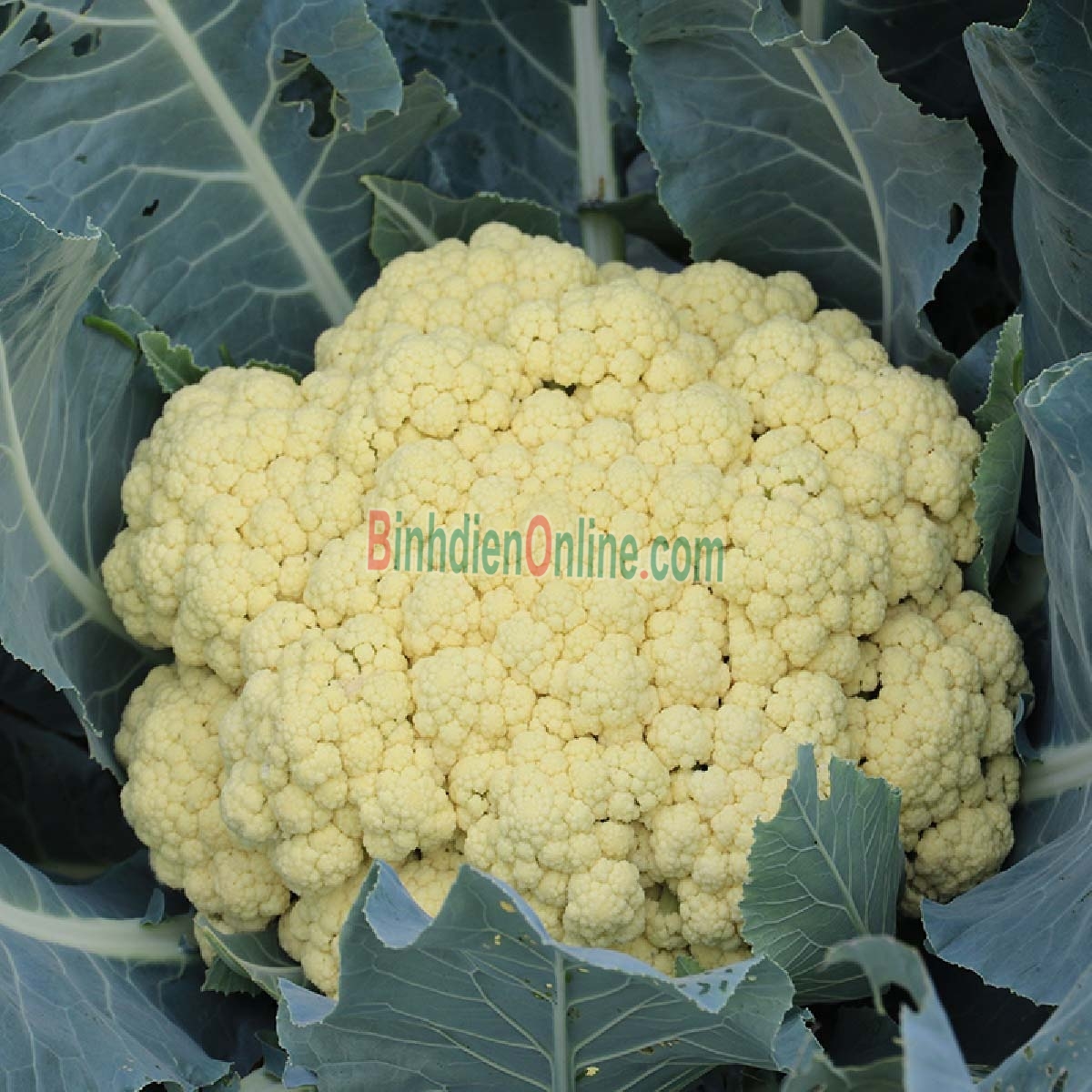 Bông cải trắng  VietGAP 2-3 bông/kg Xuất xứ Lâm Đồng