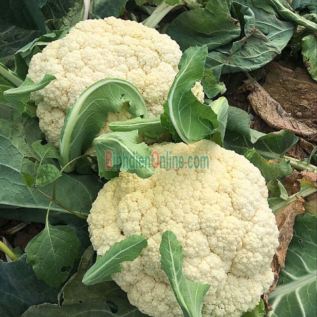Bông cải trắng  trồng tự nhiên 2-3 bông/kg Xuất xứ Lâm Đồng