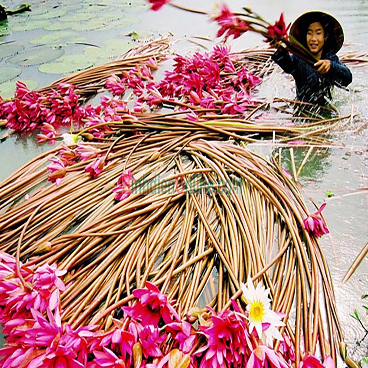 Bông súng vừa thu hoạch tươi ngon, an toàn Bán theo kg Xuất xứ Tiền Giang