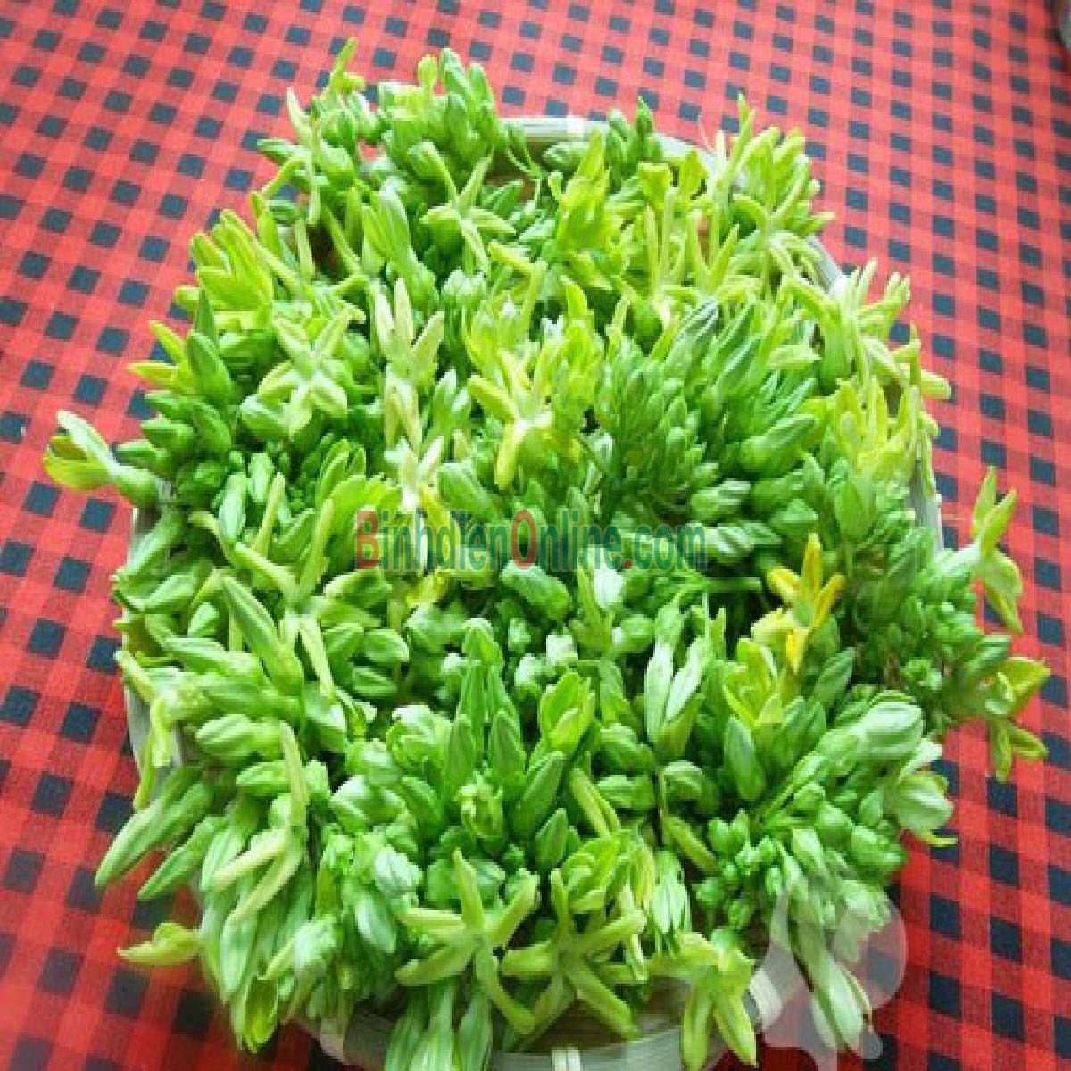 Bông thiên lý tươi sạch Bán theo kg Xuất xứ Lâm Đồng