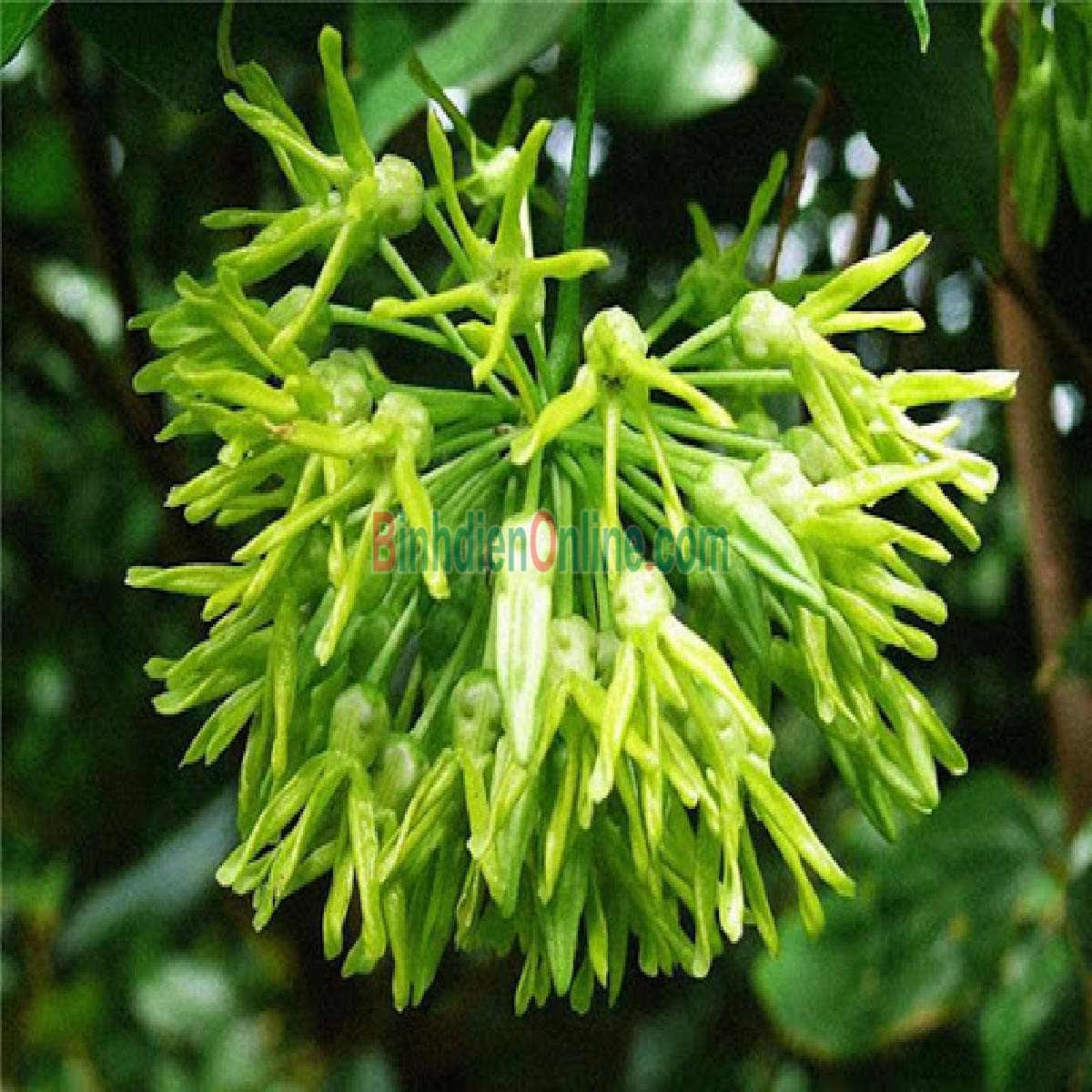 Bông thiên lý tươi sạch Bán theo kg Xuất xứ Tiền Giang