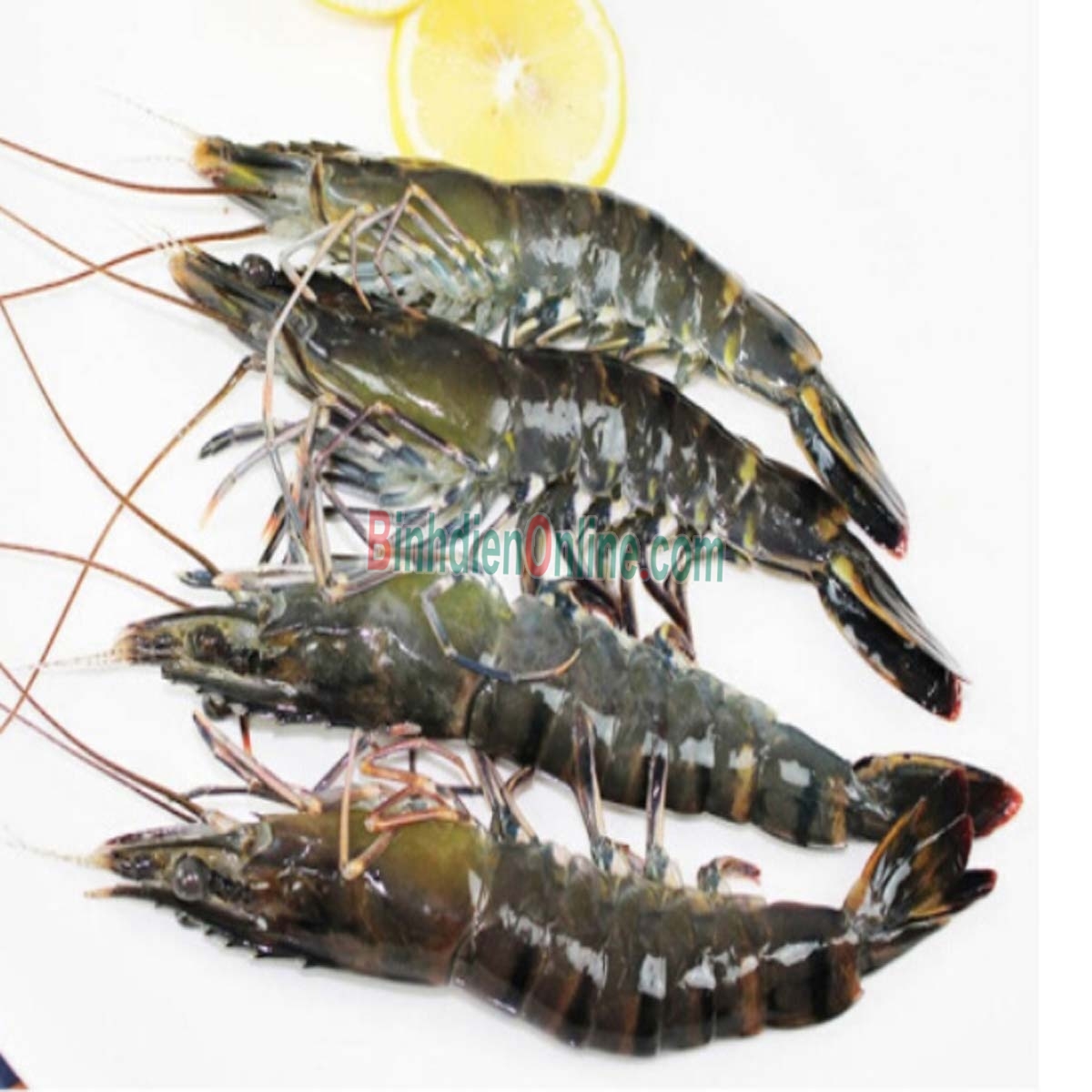Tôm sú sống, nuôi an toàn giá tốt 40-50 con/kg Xuất xứ Sóc Trăng