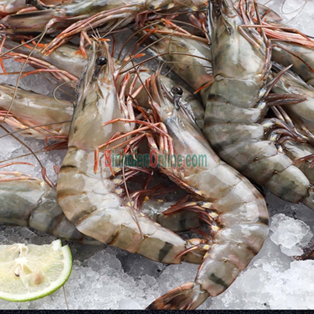 Tôm sú nguyên con tươi sống 20-25 con/kg Xuất xứ Bạc Liêu
