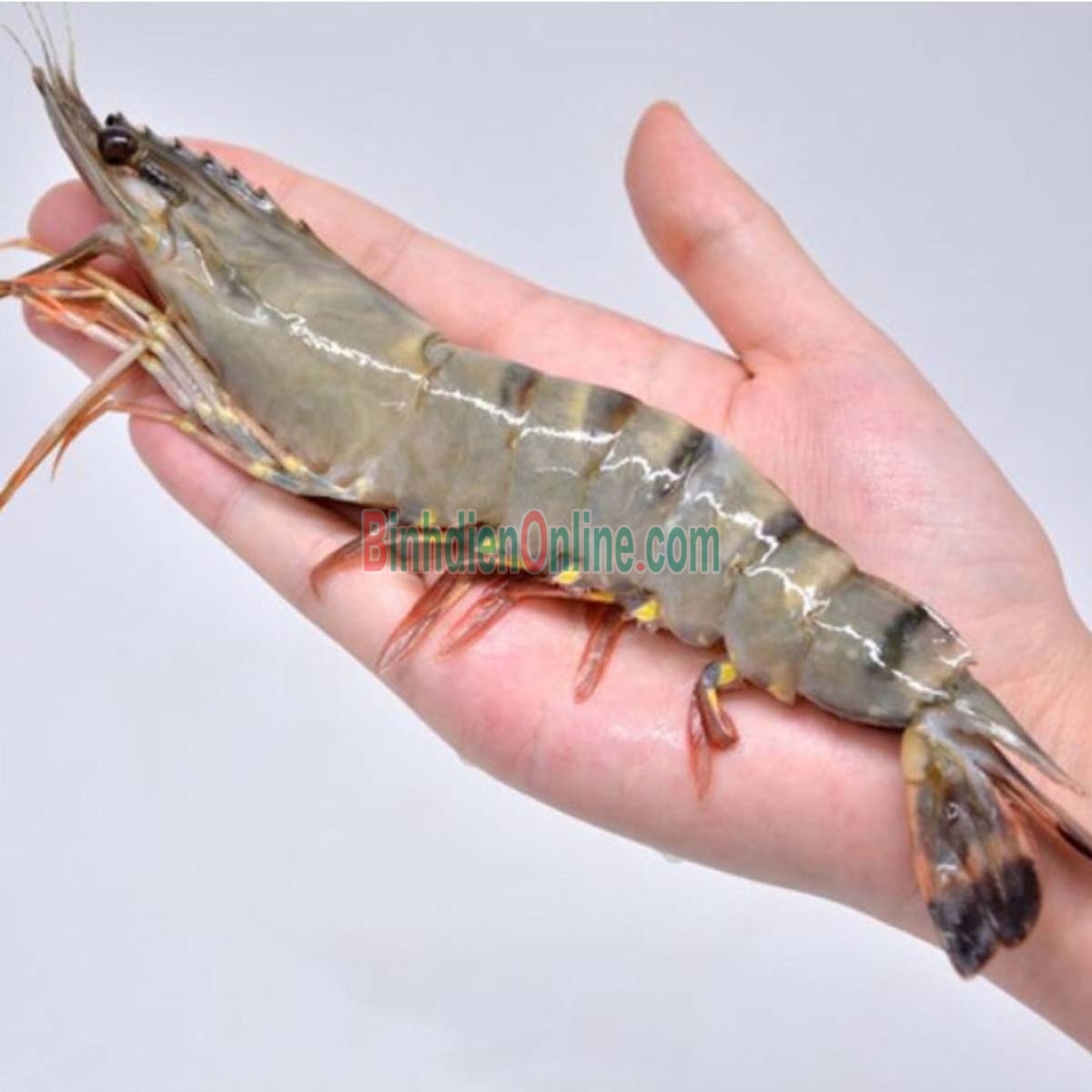 Tôm sú sống, nuôi an toàn giá tốt 30-35 con/kg Xuất xứ Long An