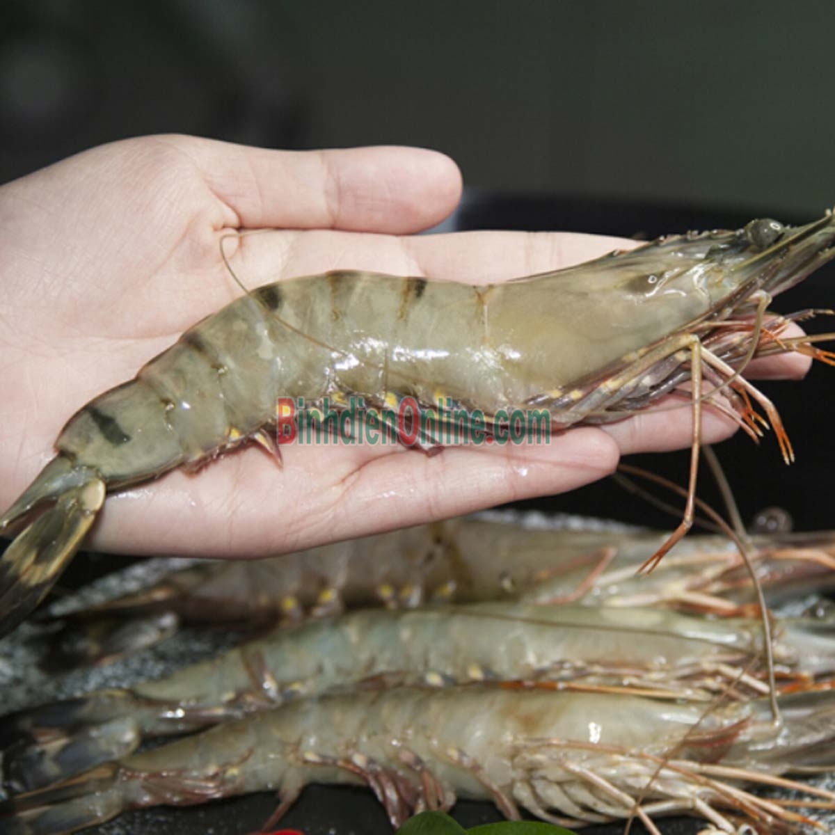 Tôm sú sống, nuôi an toàn giá tốt 25-30 con/kg Xuất xứ Tiền Giang