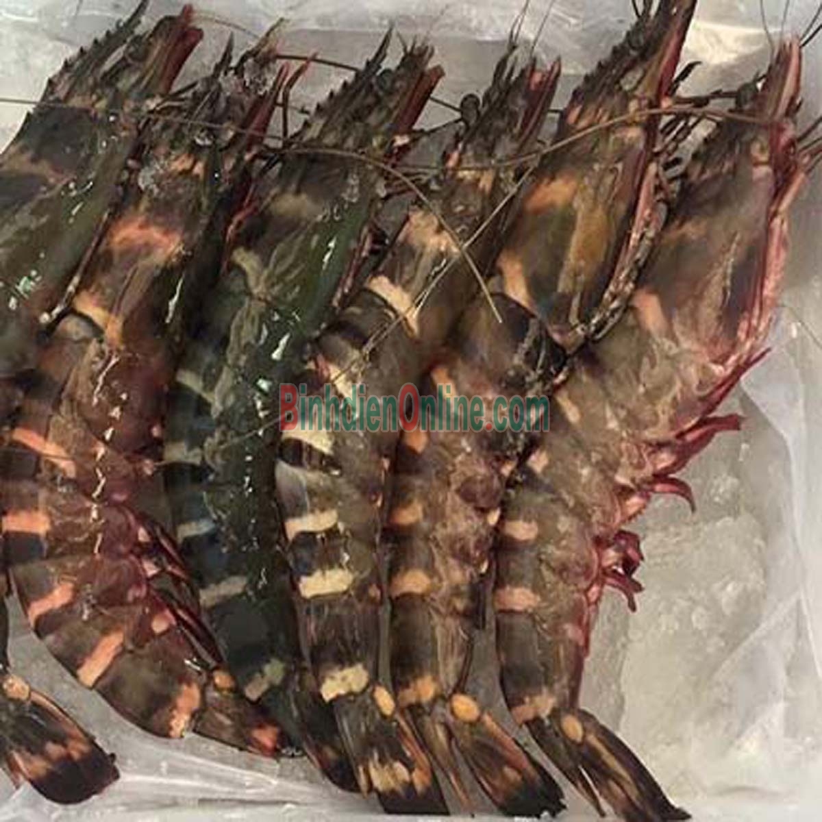 Tôm sú nguyên con tươi sống, nuôi an toàn VietGAP 15-20 con/kg Xuất xứ Tiền Giang