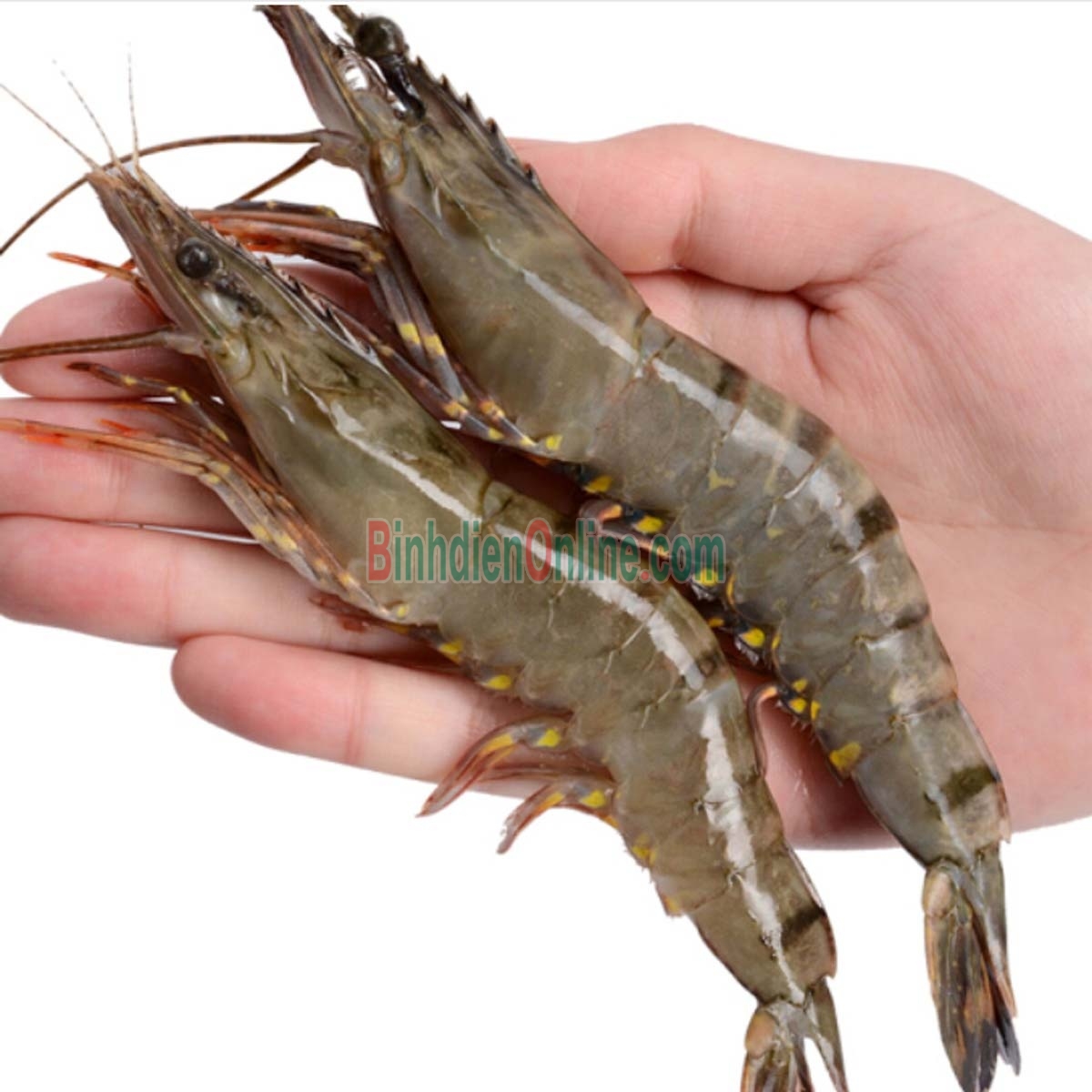 Tôm sú sống, nuôi an toàn giá tốt 15-20 con/kg Xuất xứ Long An