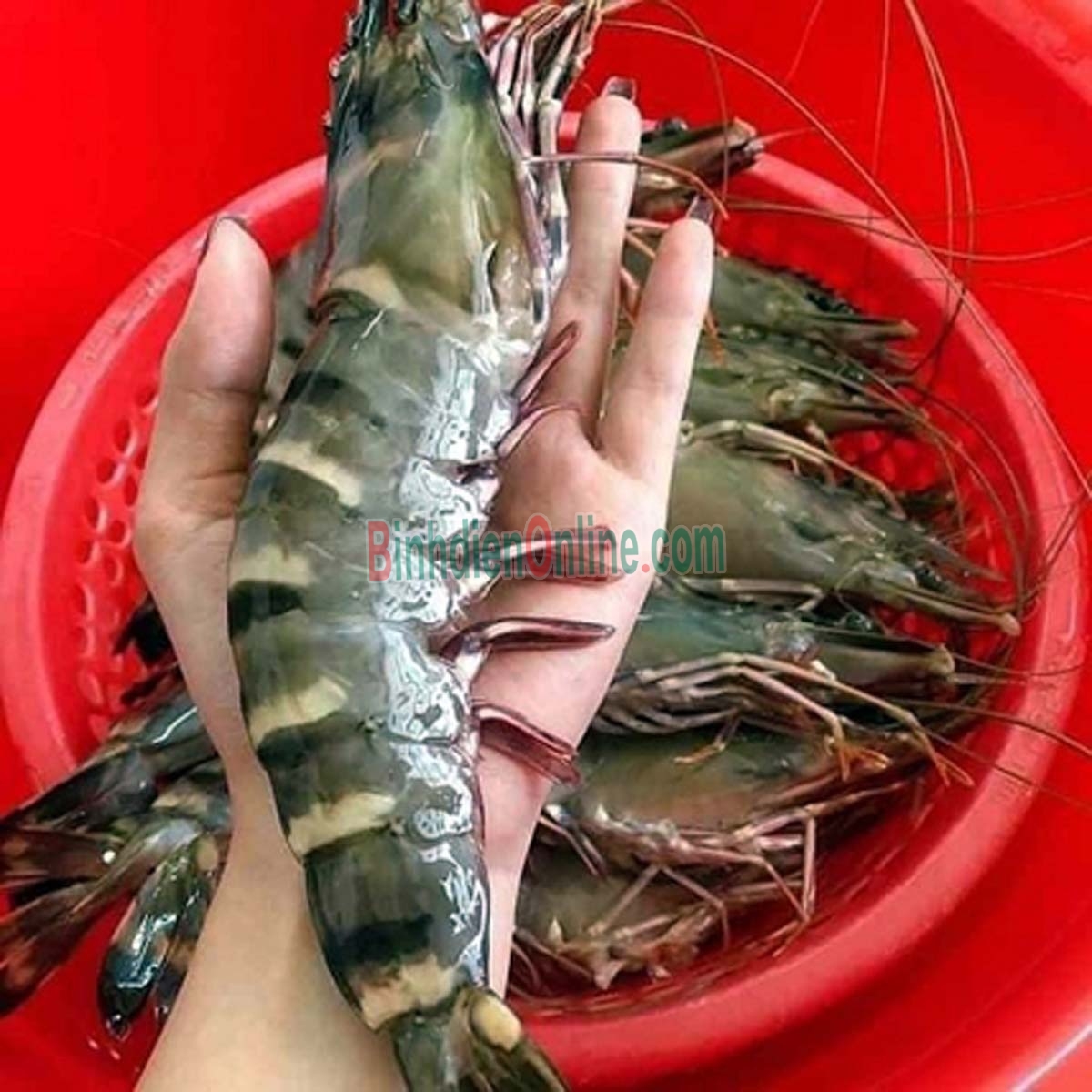 Tôm sú sống, nuôi sinh thái thơm ngon 20-25 con/kg Xuất xứ Bạc Liêu