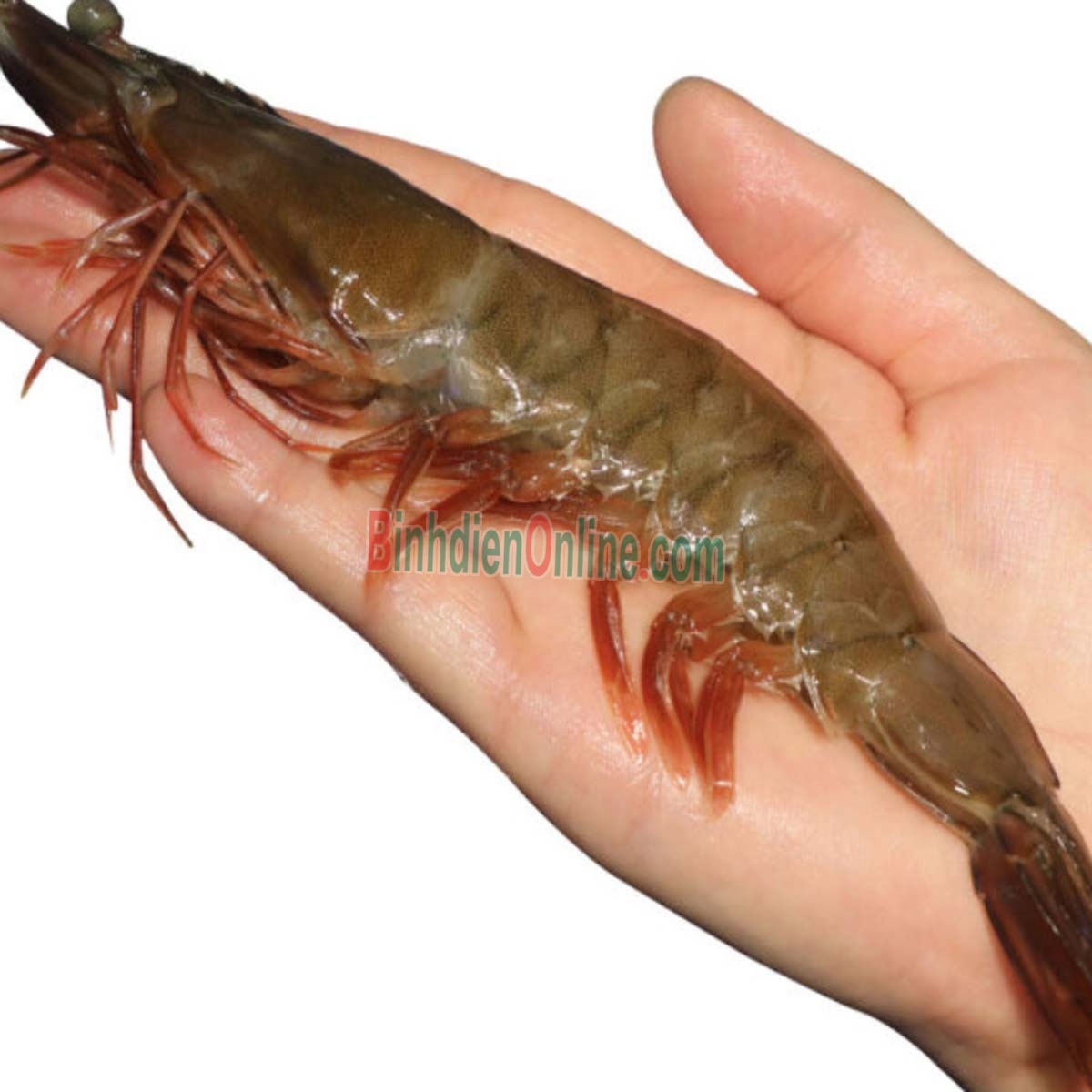 Tôm thẻ sống loại 1, nuôi an toàn 15-20 con/kg Xuất xứ Bạc Liêu