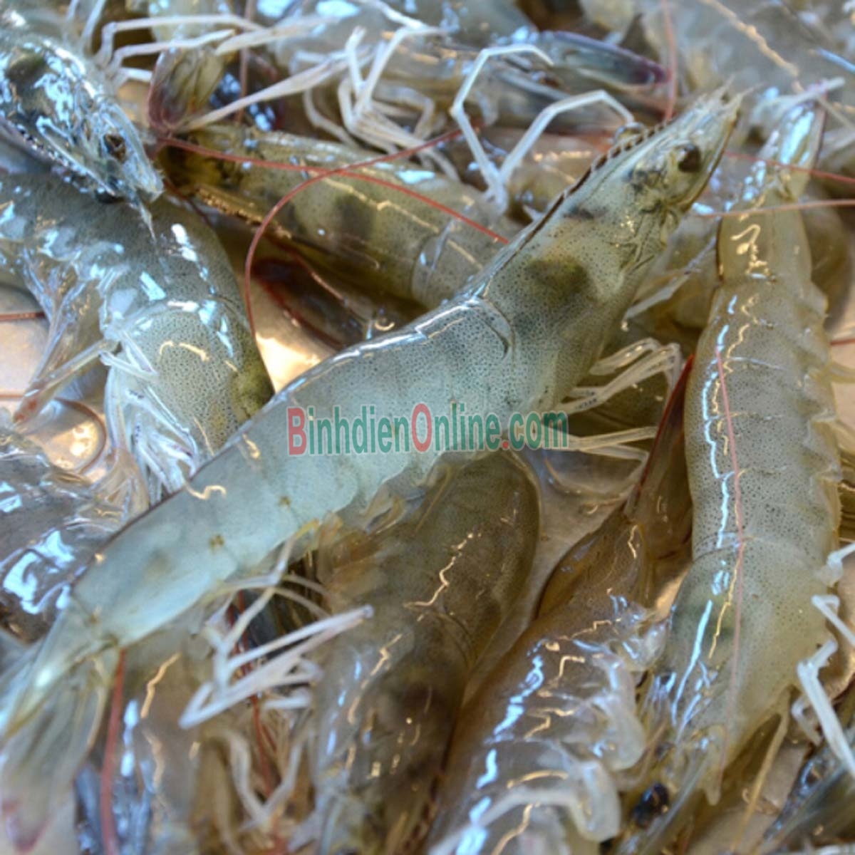 Tôm thẻ sống nuôi thiên nhiên 20-25 con/kg Xuất xứ Long An