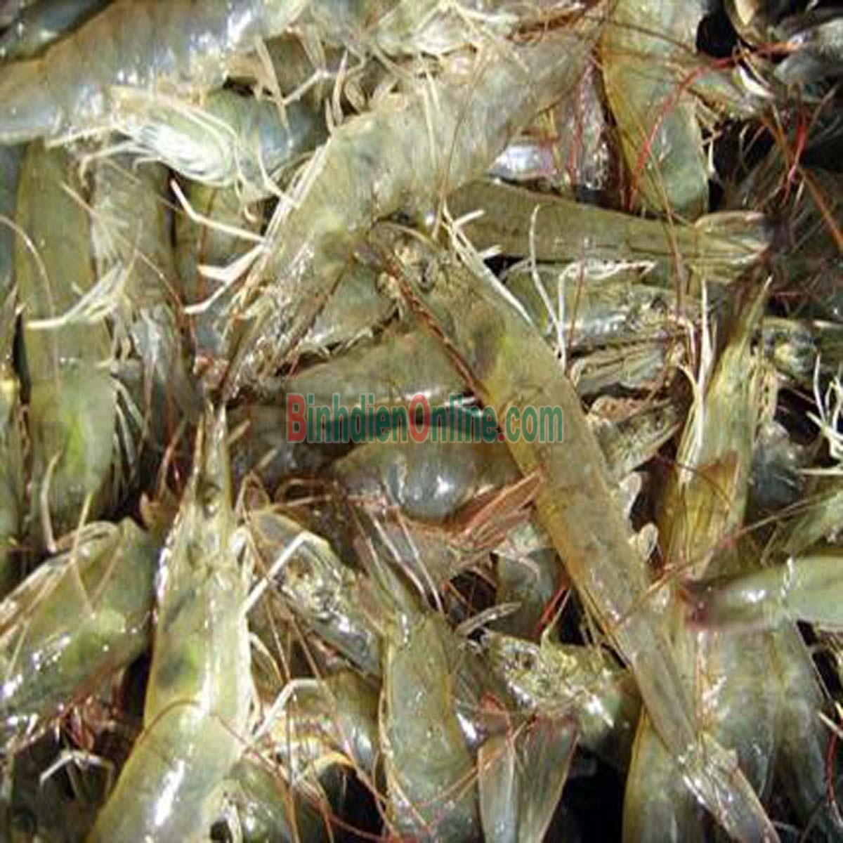 Tôm thẻ sống, nuôi thiên nhiên loại 1 70-80 con/kg Xuất xứ Cà Mau