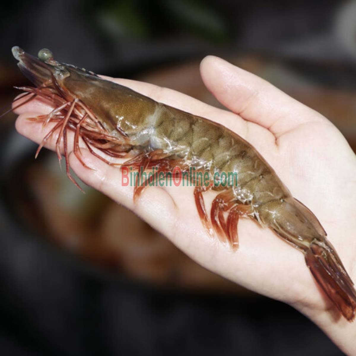 Tôm thẻ sống loại 1, nuôi an toàn 30-35 con/kg Xuất xứ Bạc Liêu