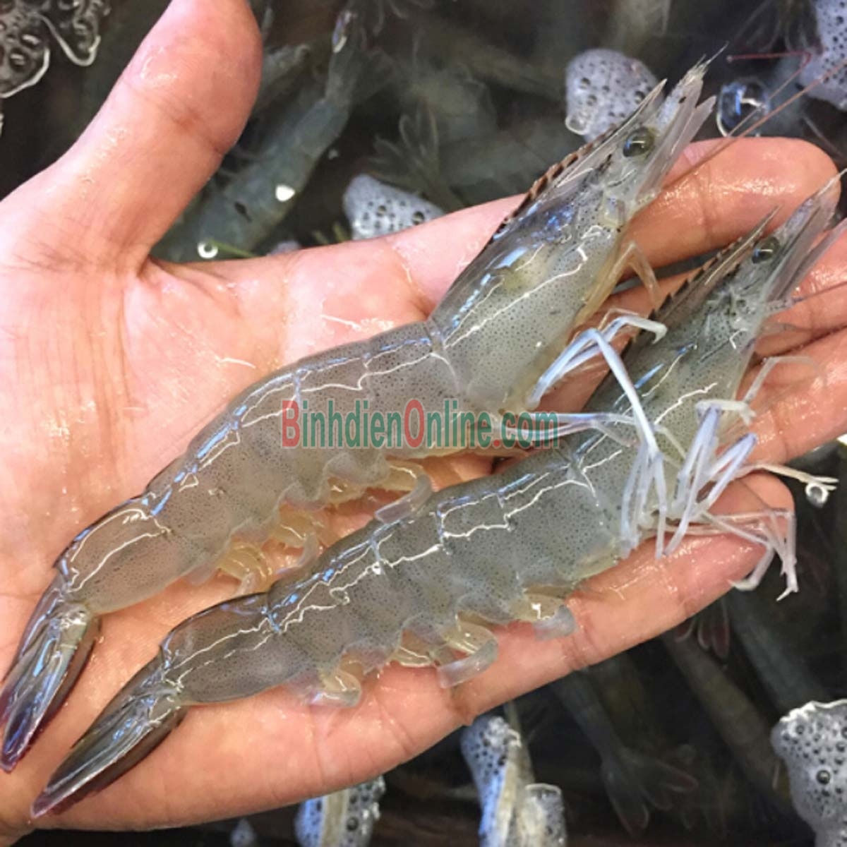 Tôm thẻ sống, nuôi an toàn 25-30 con/kg Xuất xứ Tiền Giang