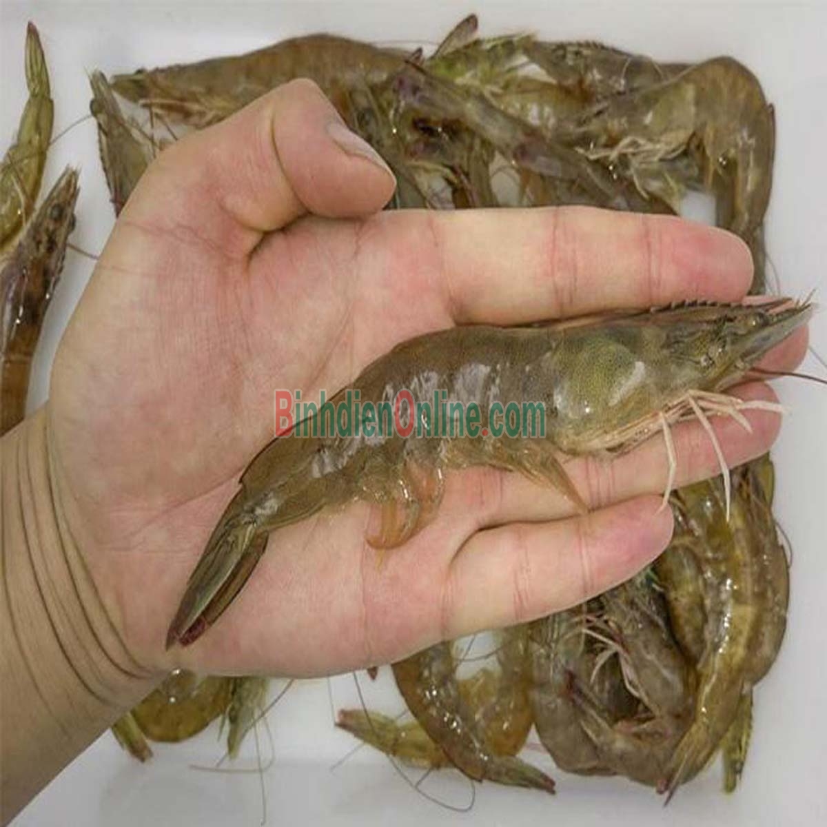 Tôm thẻ sống loại 1, nuôi an toàn 50-60 con/kg Xuất xứ Bạc Liêu