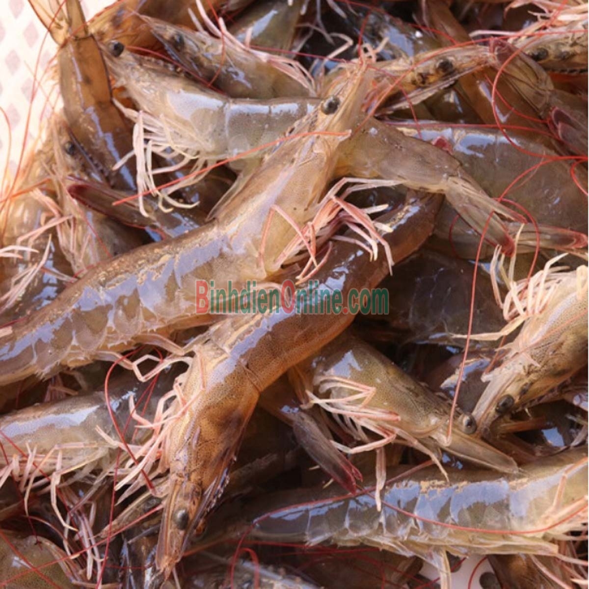 Tôm thẻ nguyên con tươi sống loại 1 50-60 con/kg Xuất xứ Sóc Trăng