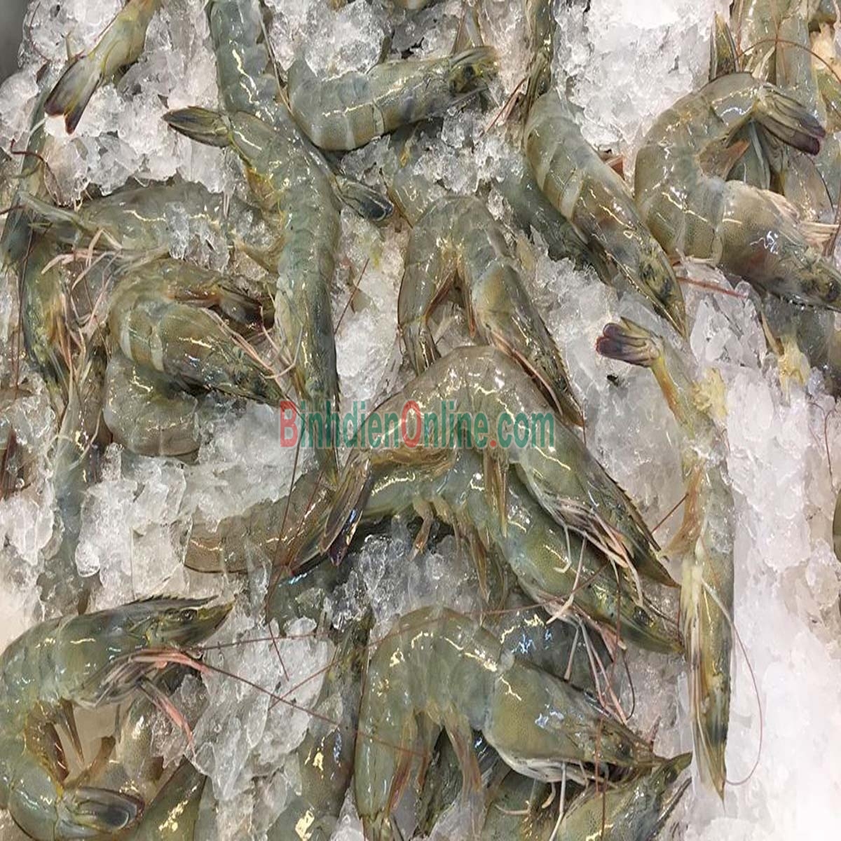 Tôm thẻ nguyên con tươi sống loại 1 70-80 con/kg Xuất xứ Bến Tre
